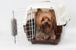 Pet carrier with dog