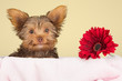 Tired cute little Yorkshire terrier resting on a soft pink bed a