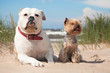 bulldog and yorkshire terrier