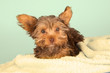 Tired cute little Yorkshire terrier resting on soft yellow bed